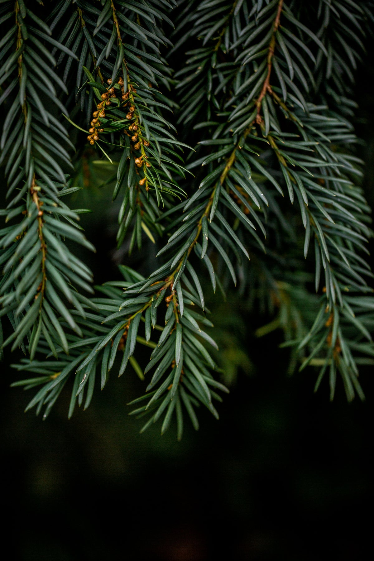 framedposter-print-winter-branches-7