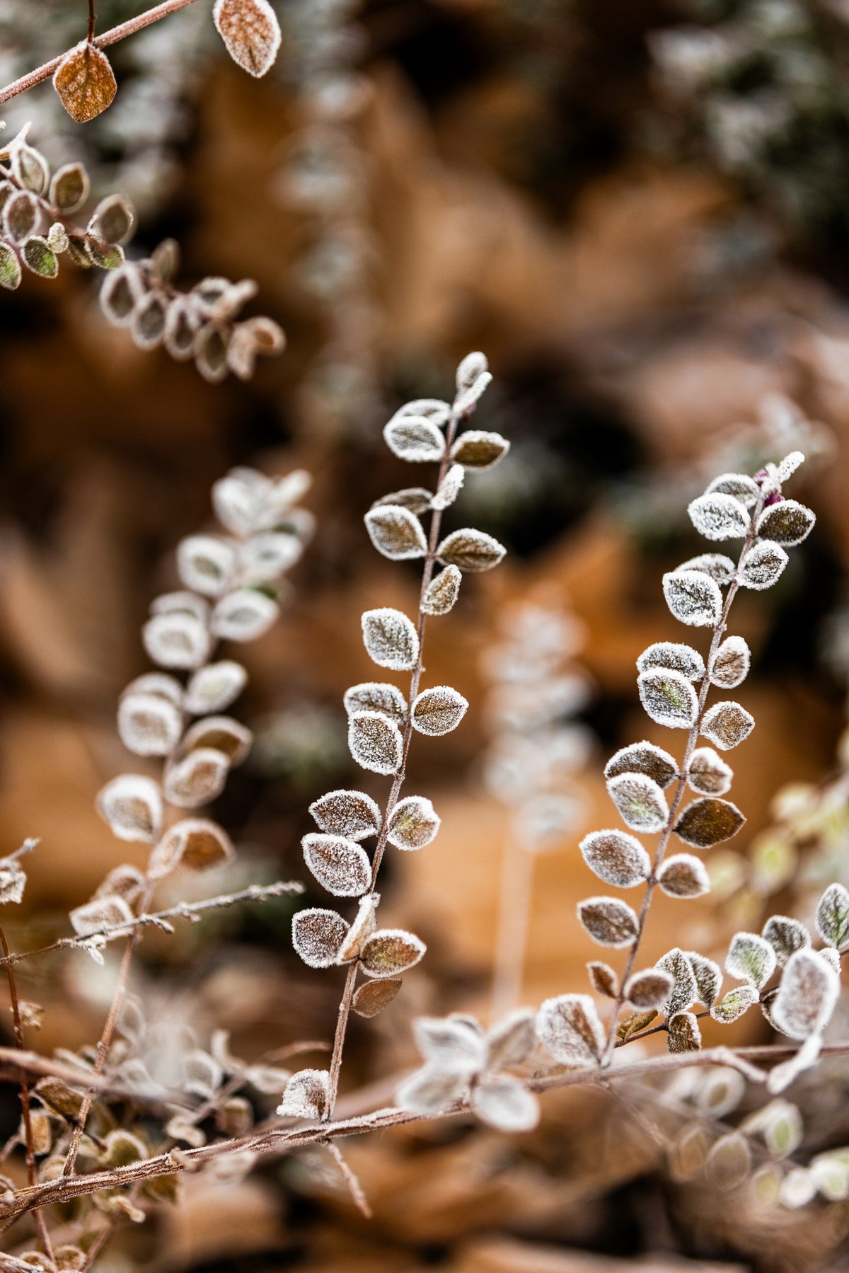 acrylic-print-a-winter-morning-2