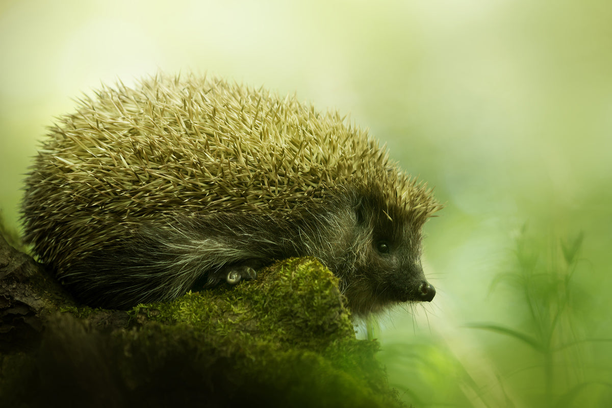 acrylic-print-hedgehog-x