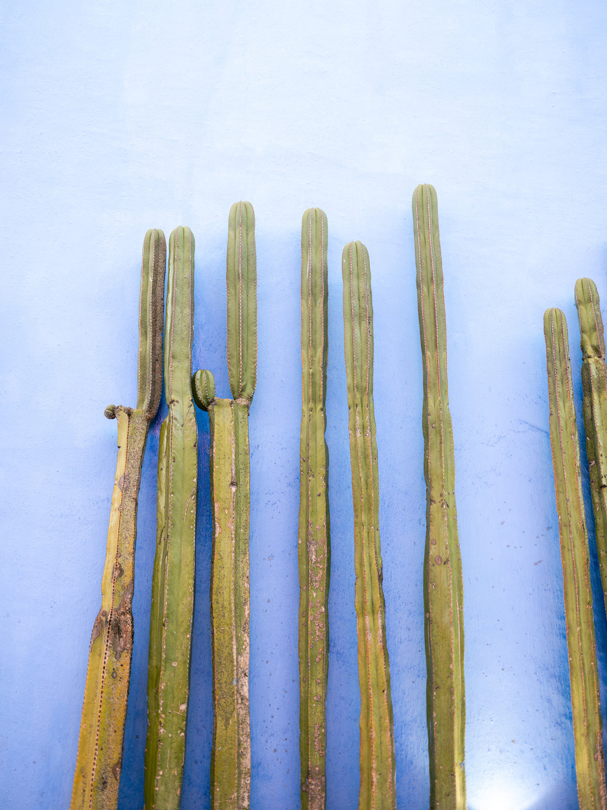 framedposter-print-tall-cacti-on-blue-oaxaca-mexico-travel