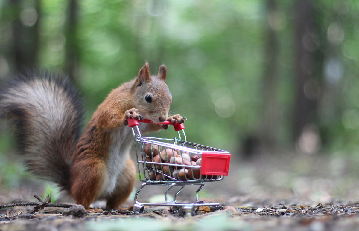 framedcanvas-print-squirrels-on-a-shopping-spree