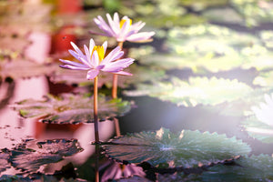 3-piece-canvas-print-lilies-in-pond
