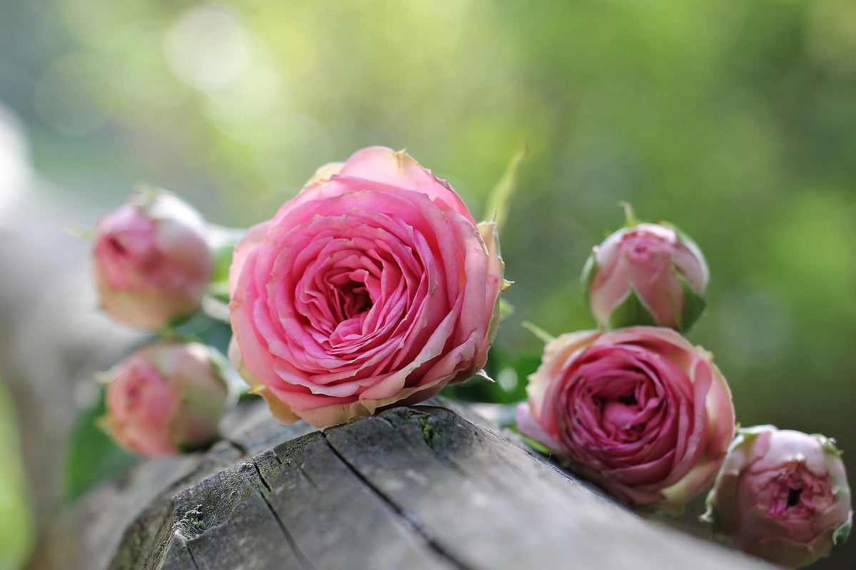 3-piece-canvas-print-bush-roses