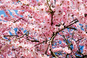 3-piece-aluminium-print-wonderful-japanese-cherry