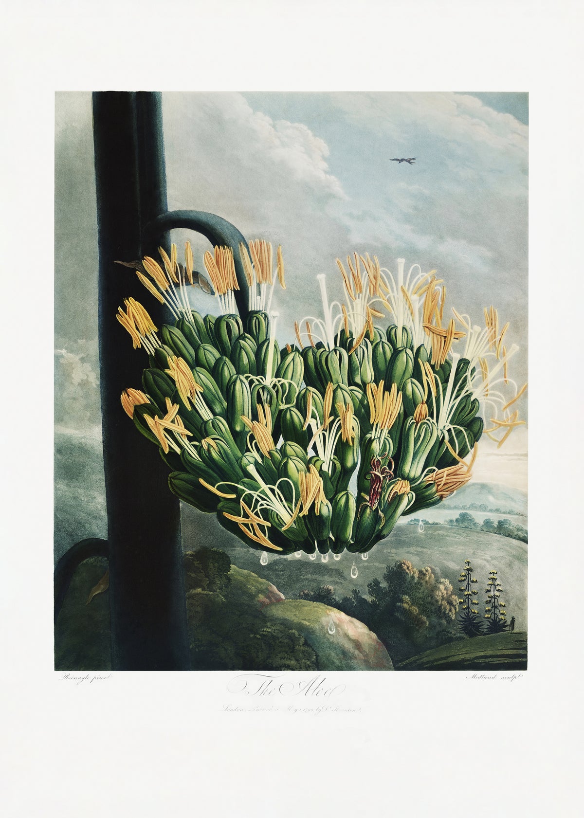 acrylic-print-the-aloe-from-the-temple-of-flora-1807