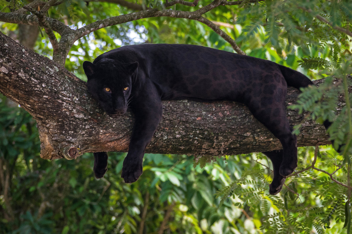 poster-print-black-panther-on-a-tree-branch