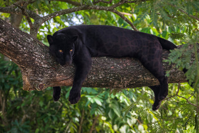 poster-print-black-panther-on-a-tree-branch