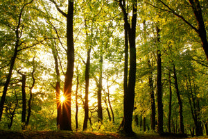 framedposter-print-sunset-between-trees