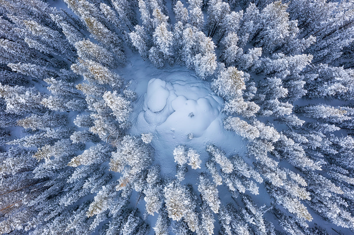3-piece-canvas-print-forest-in-winter-2