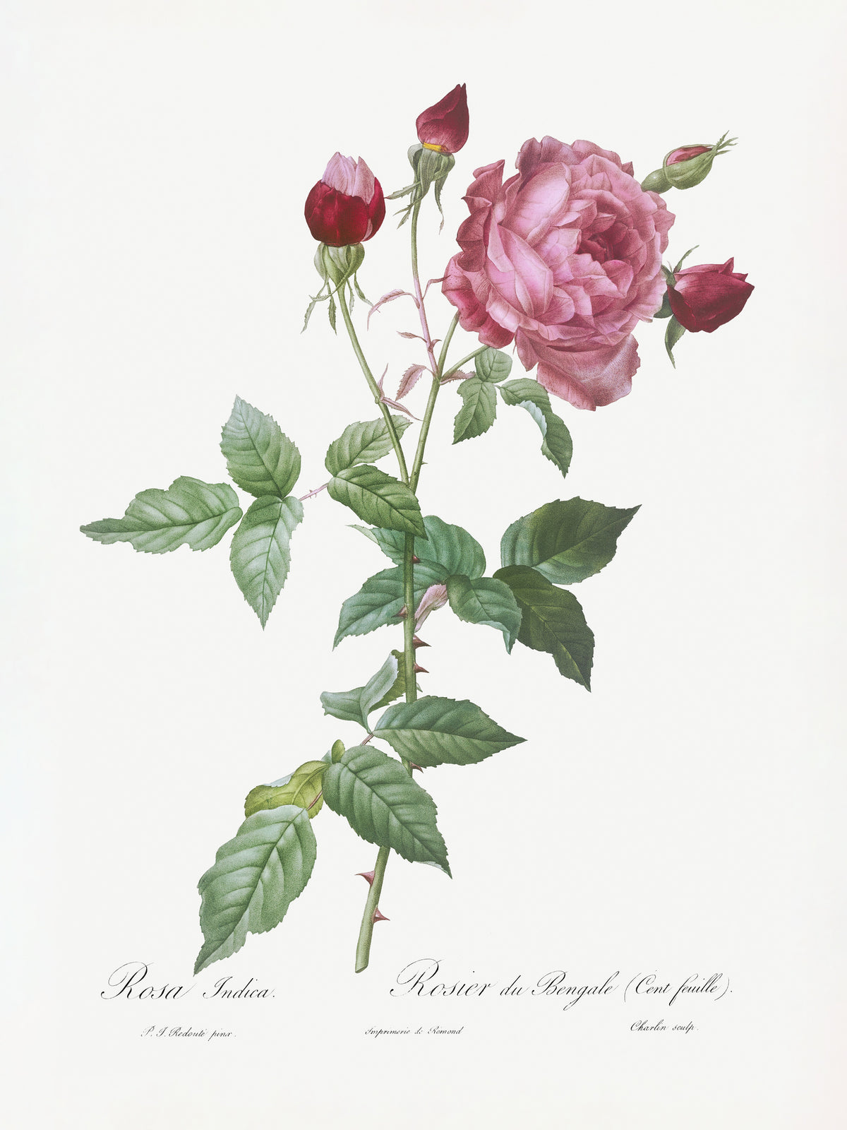 framedposter-print-provence-rose-les-roses-1817-1824