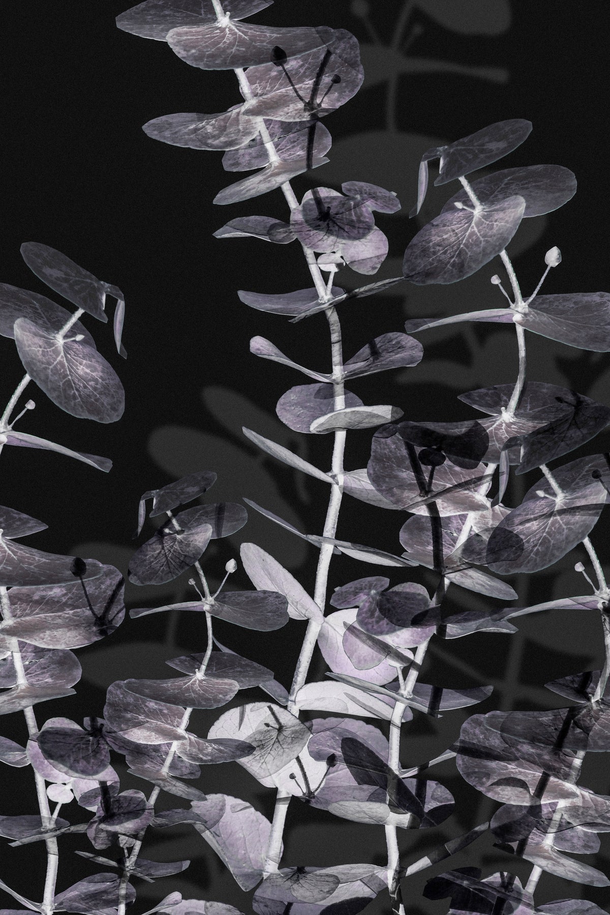 framedposter-print-eucalyptus-negative-002