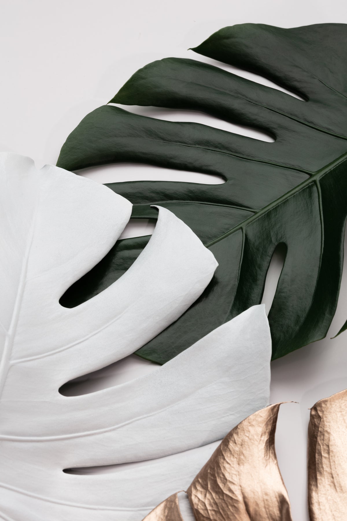 canvas-print-monstera-colors-01