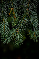 acrylic-print-winter-branches-7