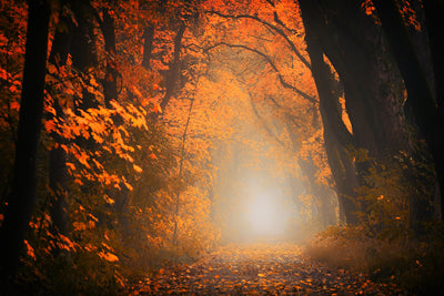 poster-print-autumn-light-in-the-forest