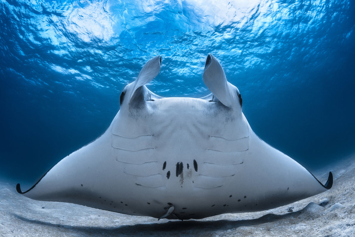 3-piece-acrylic-print-take-off-manta-airline