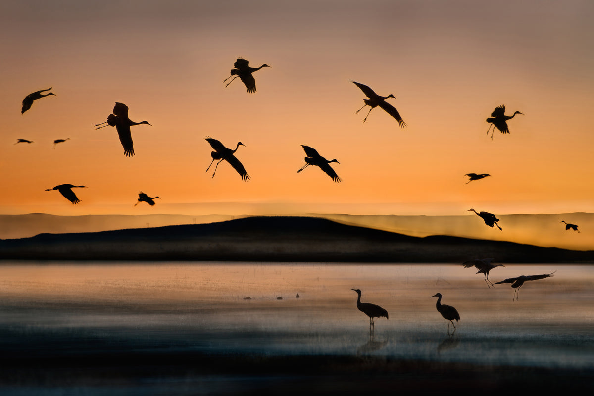 framedposter-print-fly-in-at-sunset