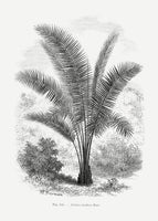 canvas-print-vintage-palm-tree-drawing-vii
