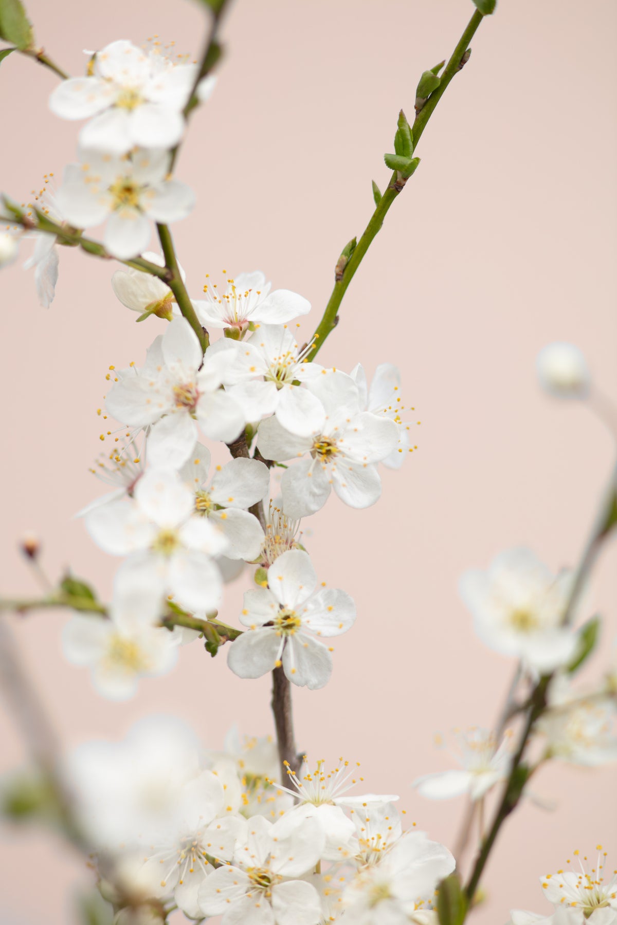framedcanvas-print-cherry-tree-flowers