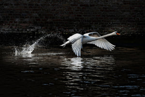 modern-3-piece-aluminium-print-flying-swan