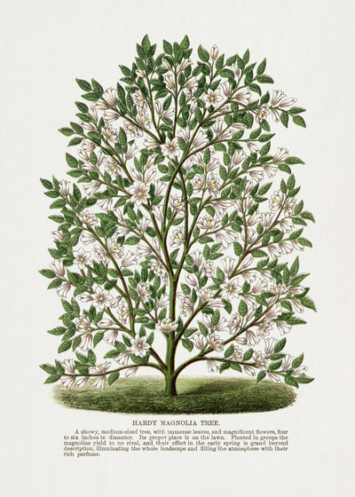 poster-print-hardy-magnolia-tree-lithograph