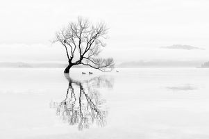 aluminium-print-tree-and-ducks
