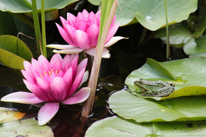 framedcanvas-print-the-frog-in-the-protection-of-water-lilies