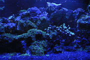 canvas-print-coral-reef-in-blue