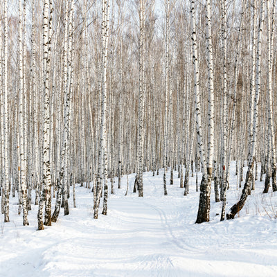 poster-print-birch-forest-tracks-in-snow