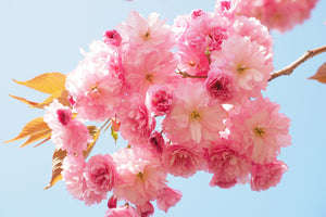 canvas-print-the-cherry-blossoms