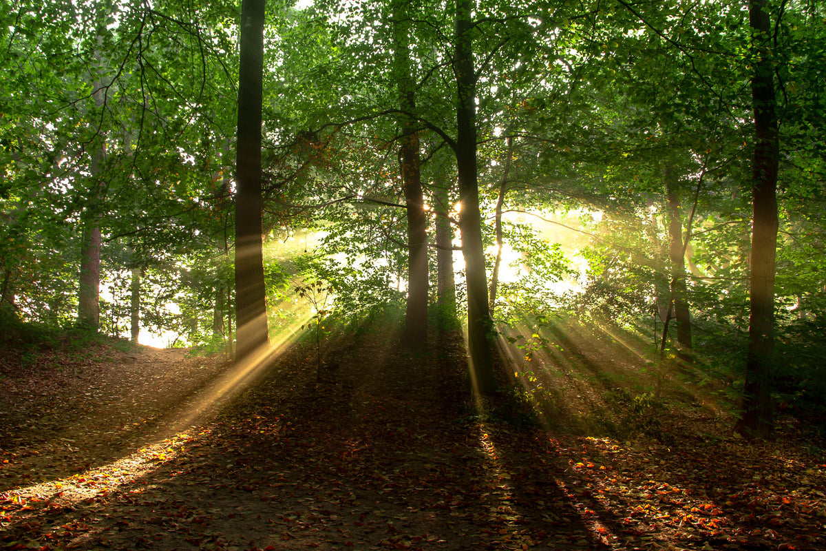 canvas-print-sun-in-the-forest