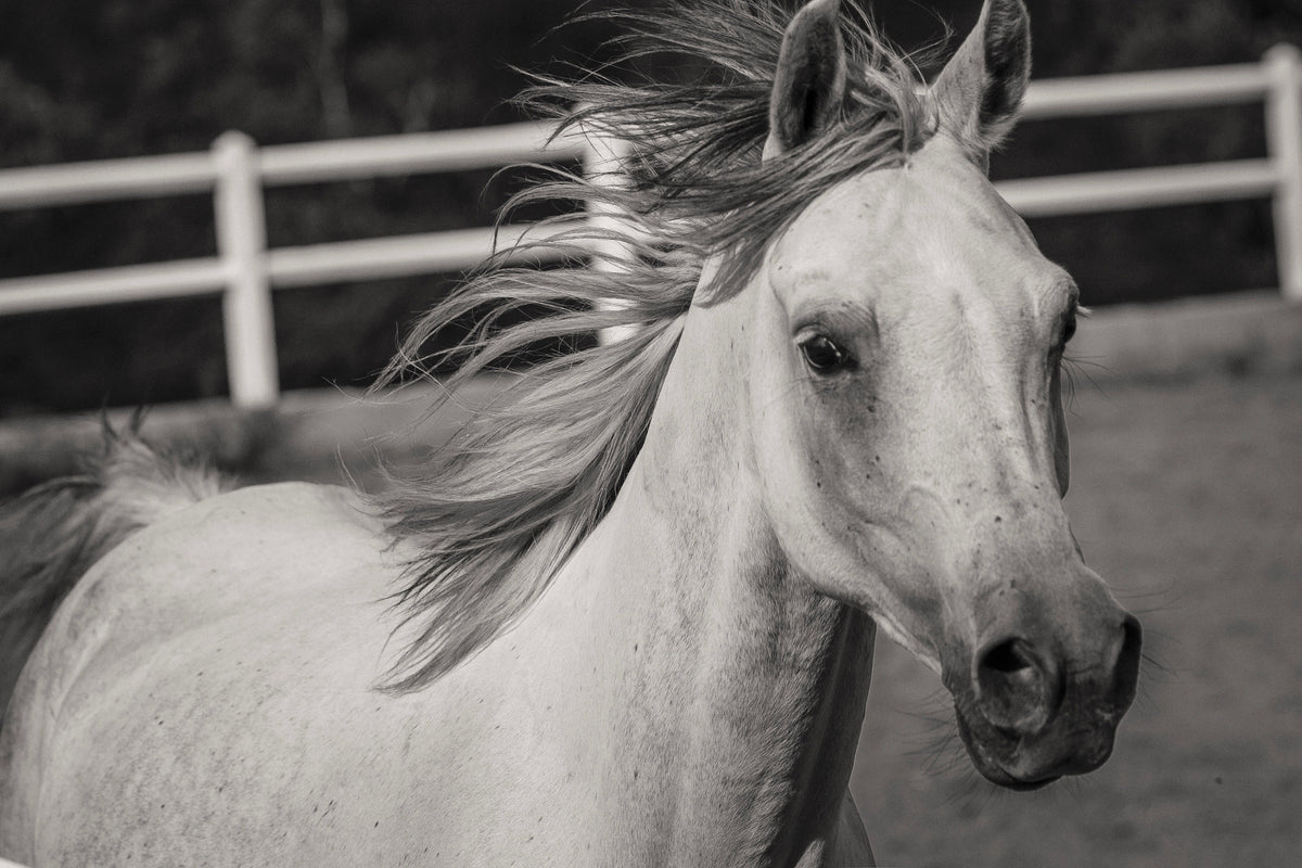 aluminium-print-there-is-a-horse