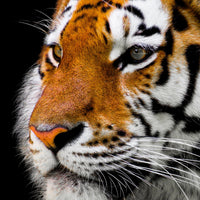 9-piece-aluminium-print-close-up-tiger-head