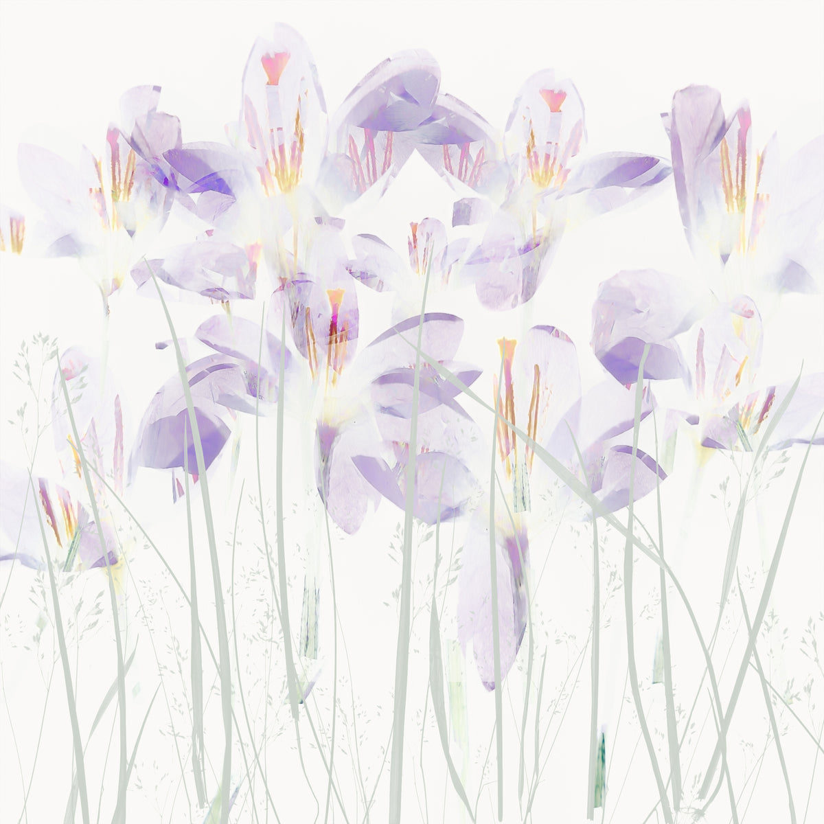 9-piece-acrylic-print-crocuses-in-the-grass