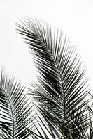 canvas-print-palm-leaves-1-0u2gz
