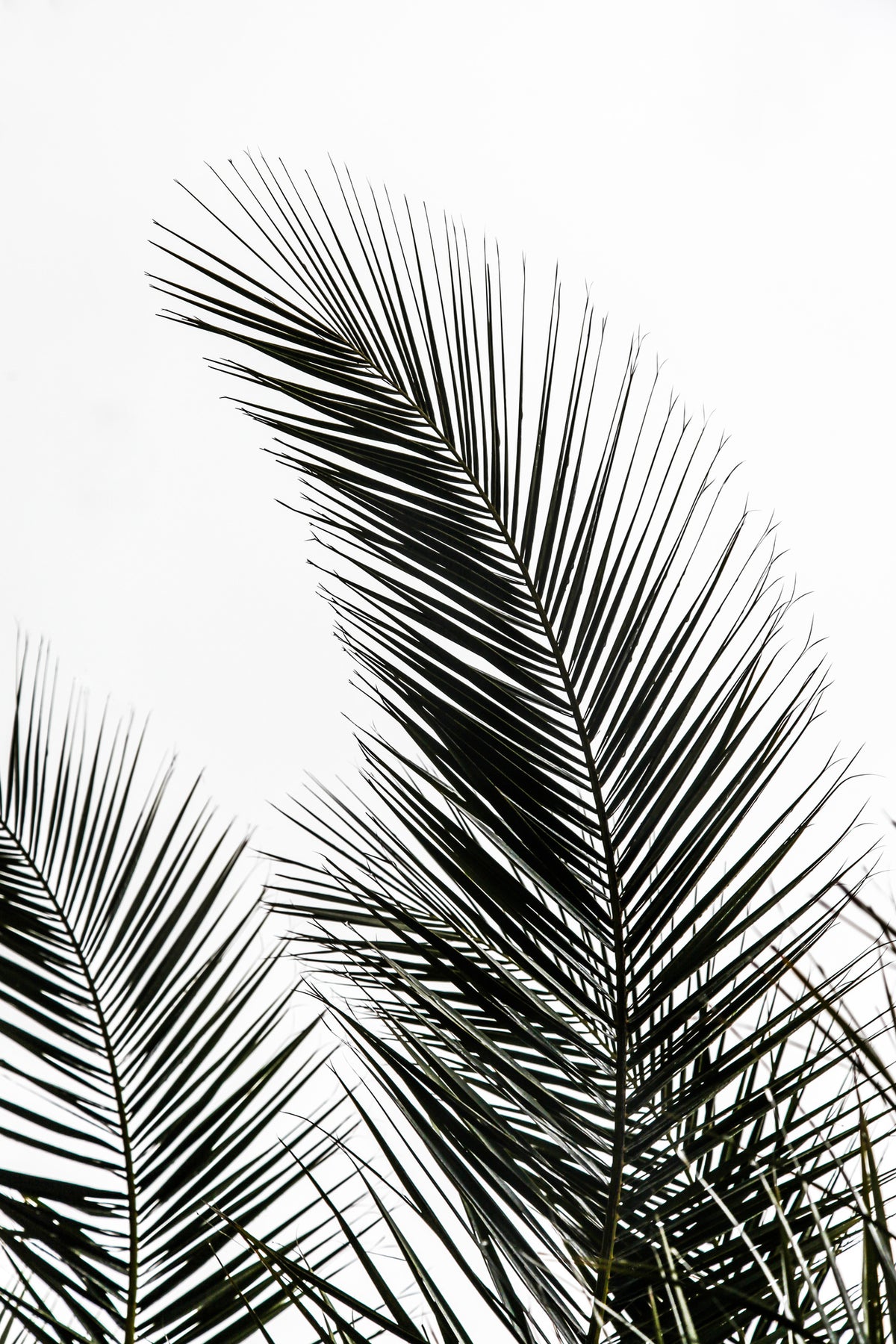 canvas-print-palm-leaves-1-0u2gz