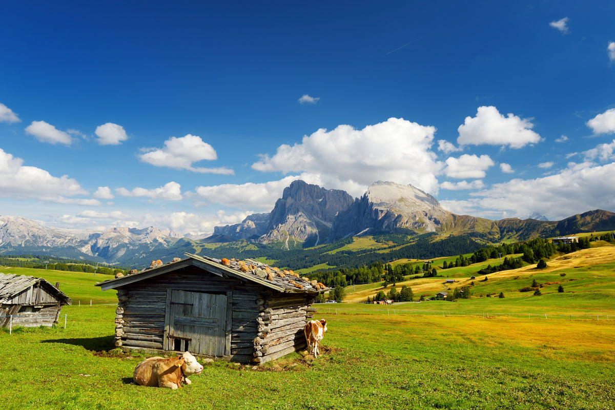 modern-3-piece-canvas-print-cows-on-the-seiser-alm