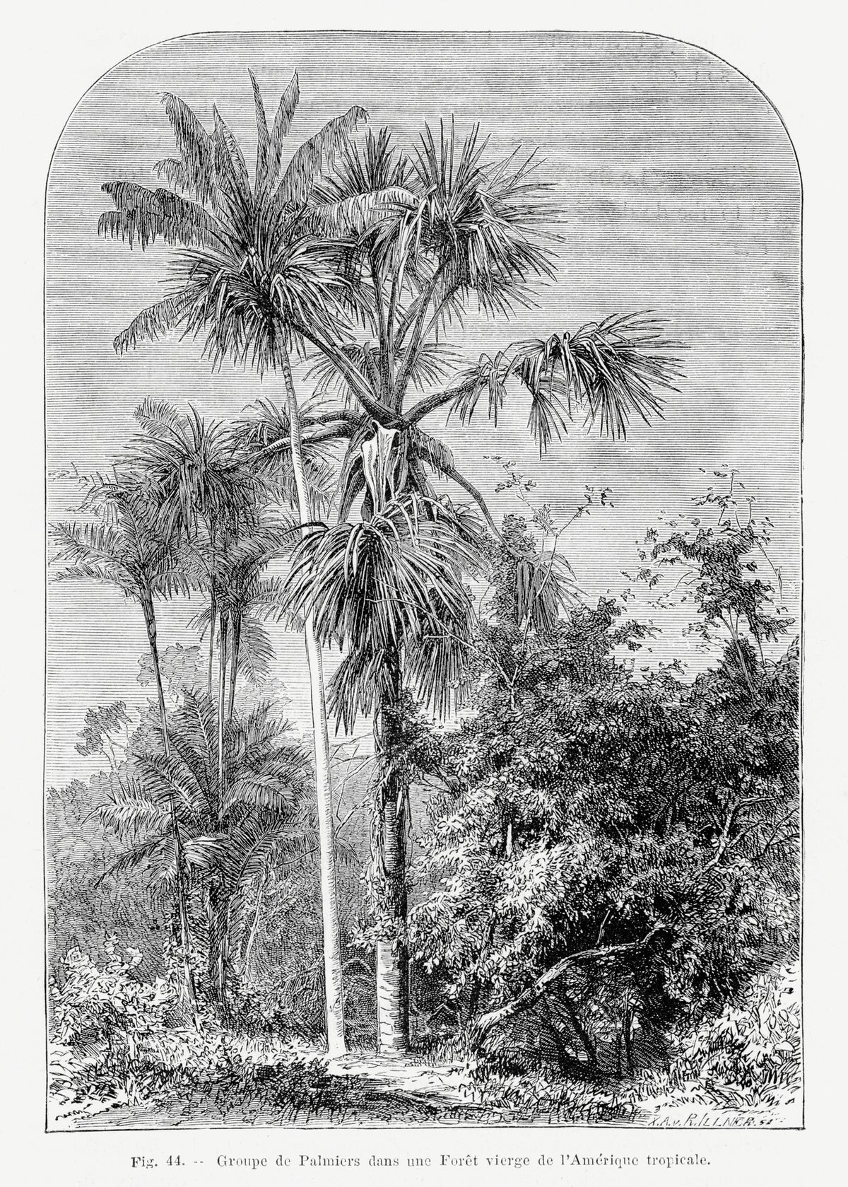 canvas-print-vintage-palm-tree-drawing-iv