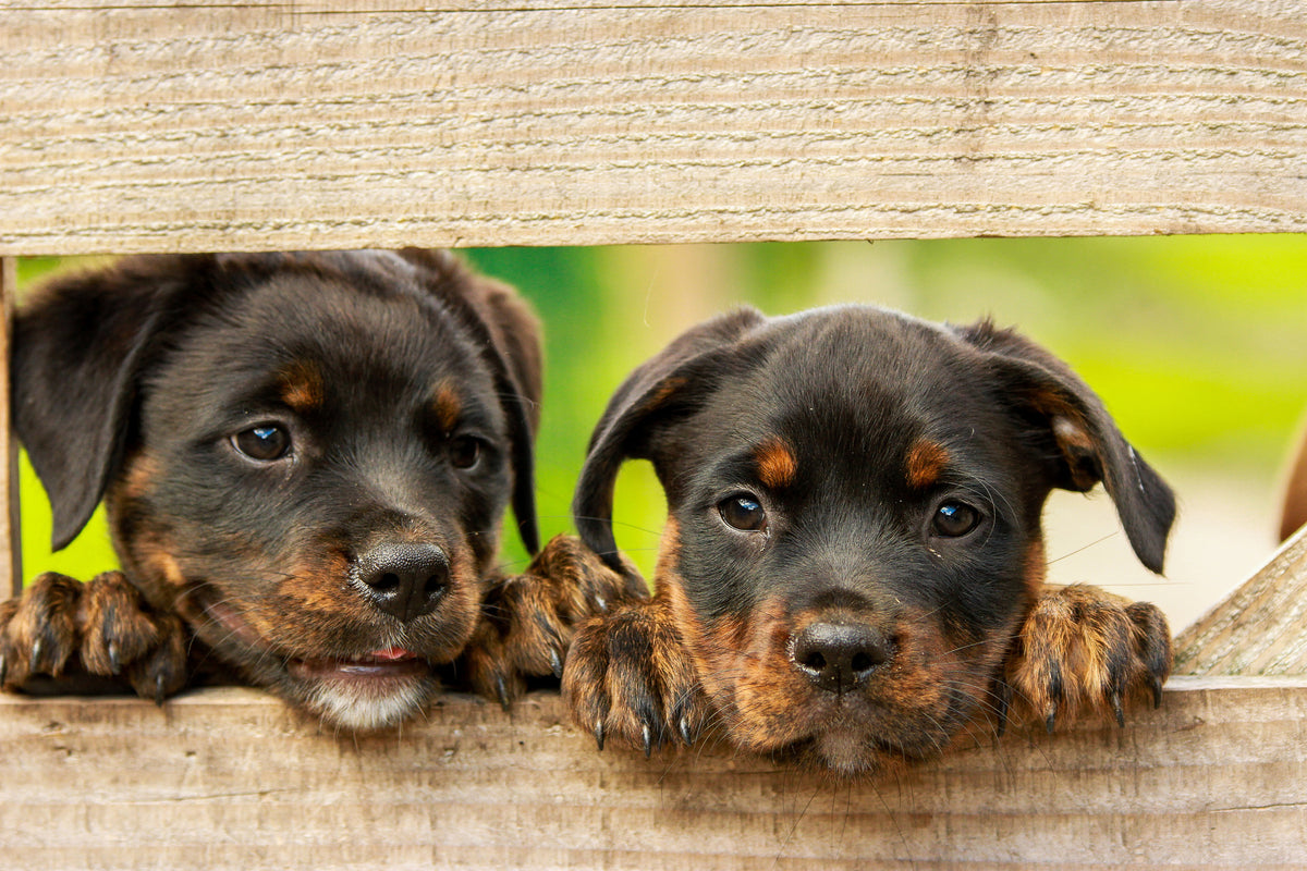 framedposter-print-2-rottweiler-puppies