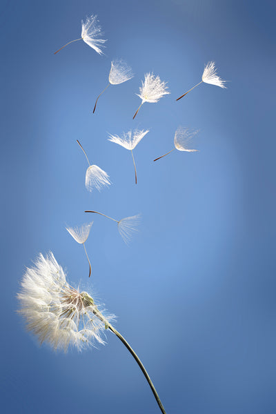 poster-print-dandelion-xl