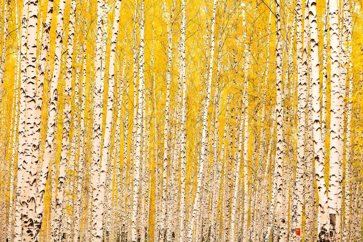 modern-3-piece-canvas-print-the-birch-forest-in-autumn