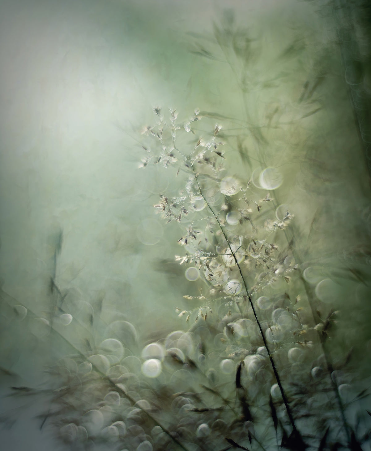 aluminium-print-grasses