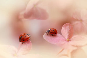 canvas-print-ladybirds-on-pink-hydrangea