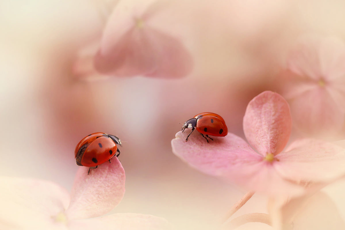 canvas-print-ladybirds-on-pink-hydrangea