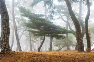 acrylic-print-in-the-misty-pine-forest-x