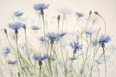 poster-print-cornflowers-2