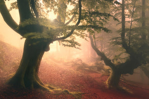 framedcanvas-print-fangorn-forest-x