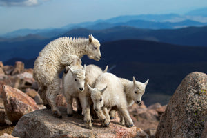 acrylic-print-baby-goats-at-play-x