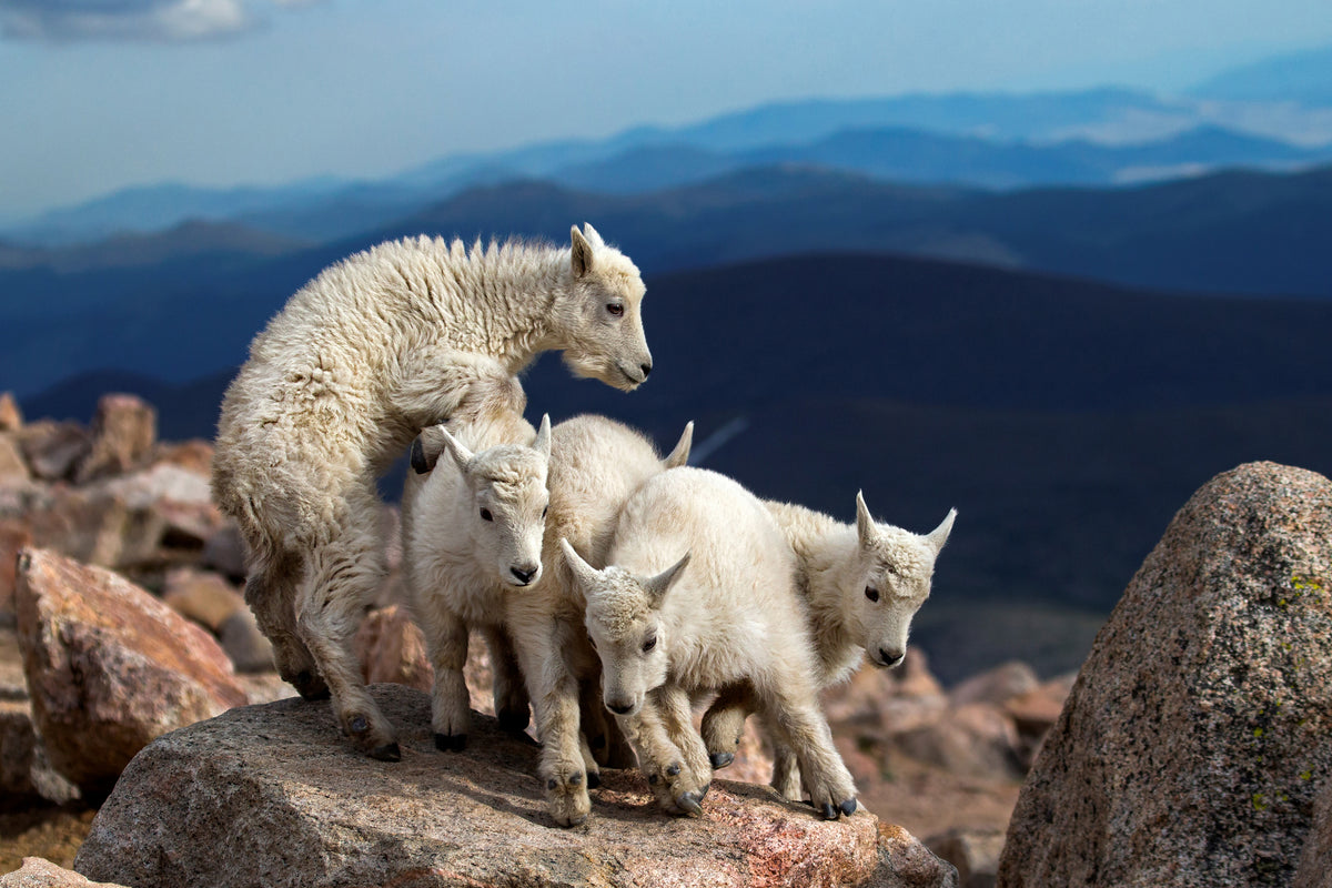 acrylic-print-baby-goats-at-play-x
