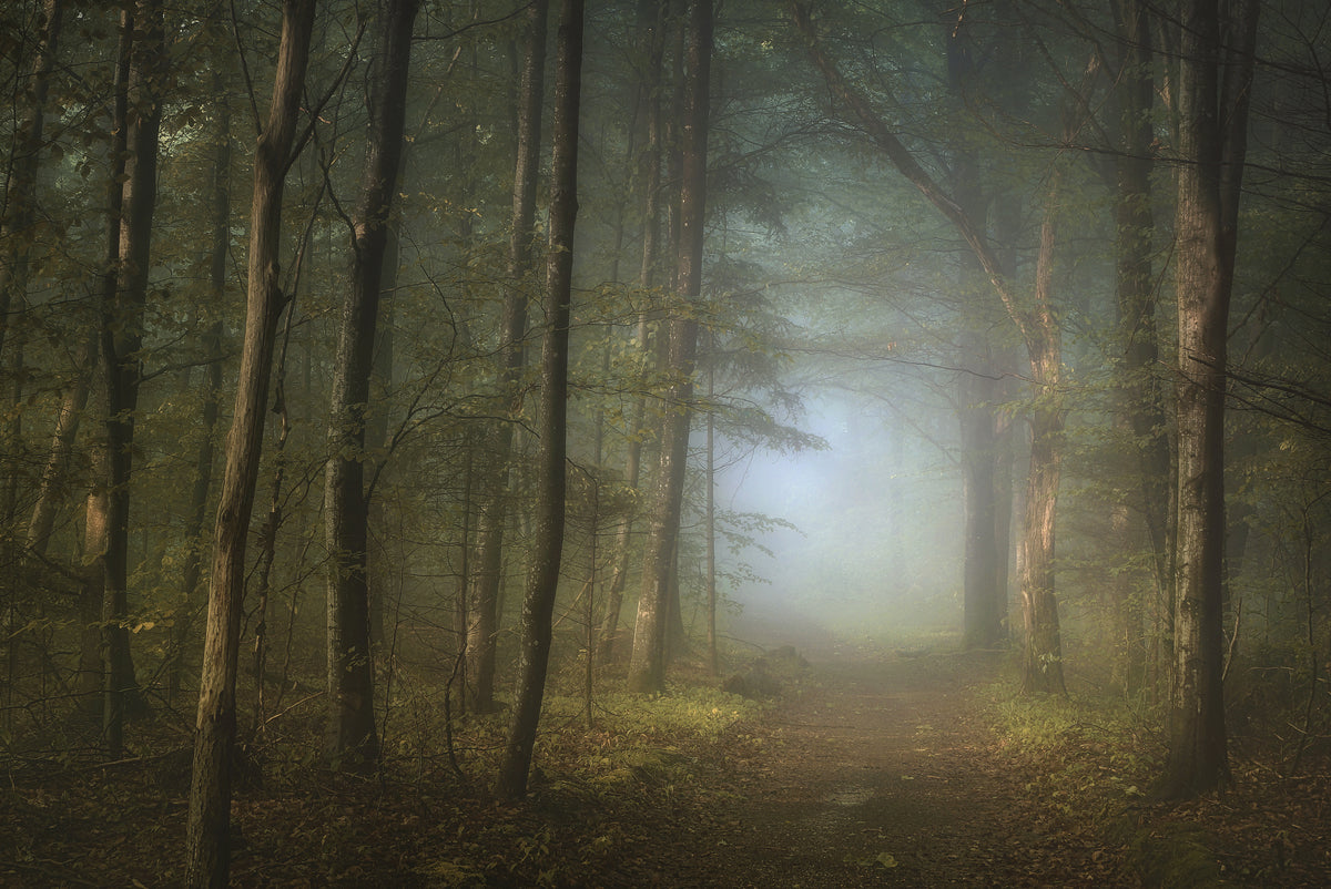 3-piece-canvas-print-forest-pathway