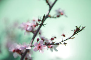 framedcanvas-print-beautiful-japanese-cherry-blossom